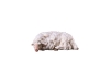 Schaf Nr. 140, 10cm € 12,--