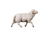 Schaf Nr. 141, 10cm € 12,--