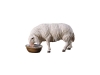 Schaf Nr. 142, 10cm € 12,--