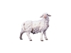 Schaf Nr. 163, 10cm € 12,--