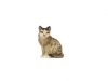Katze